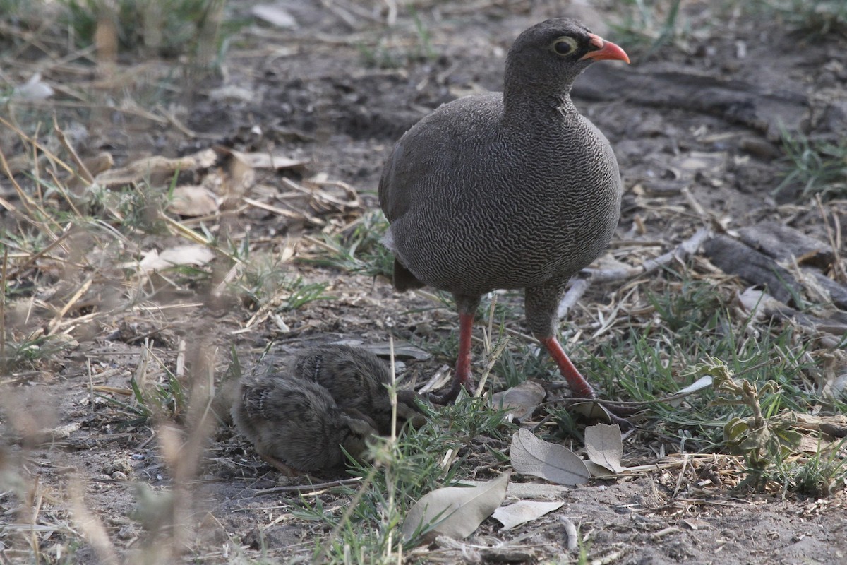 Red-billed Spurfowl - ML381235791