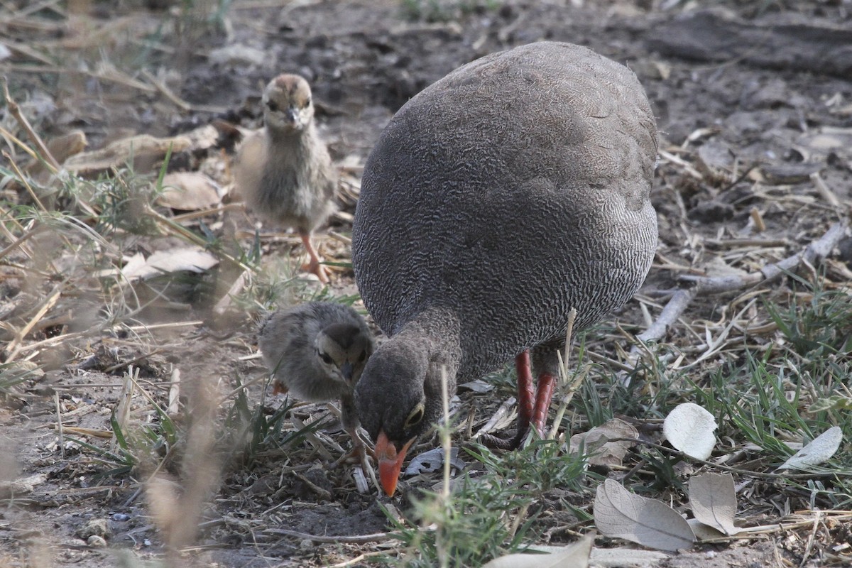 Red-billed Spurfowl - ML381235801