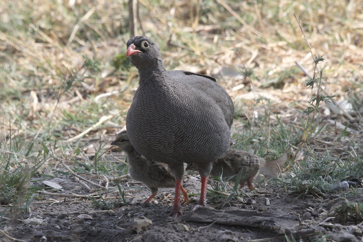 Red-billed Spurfowl - ML381235811