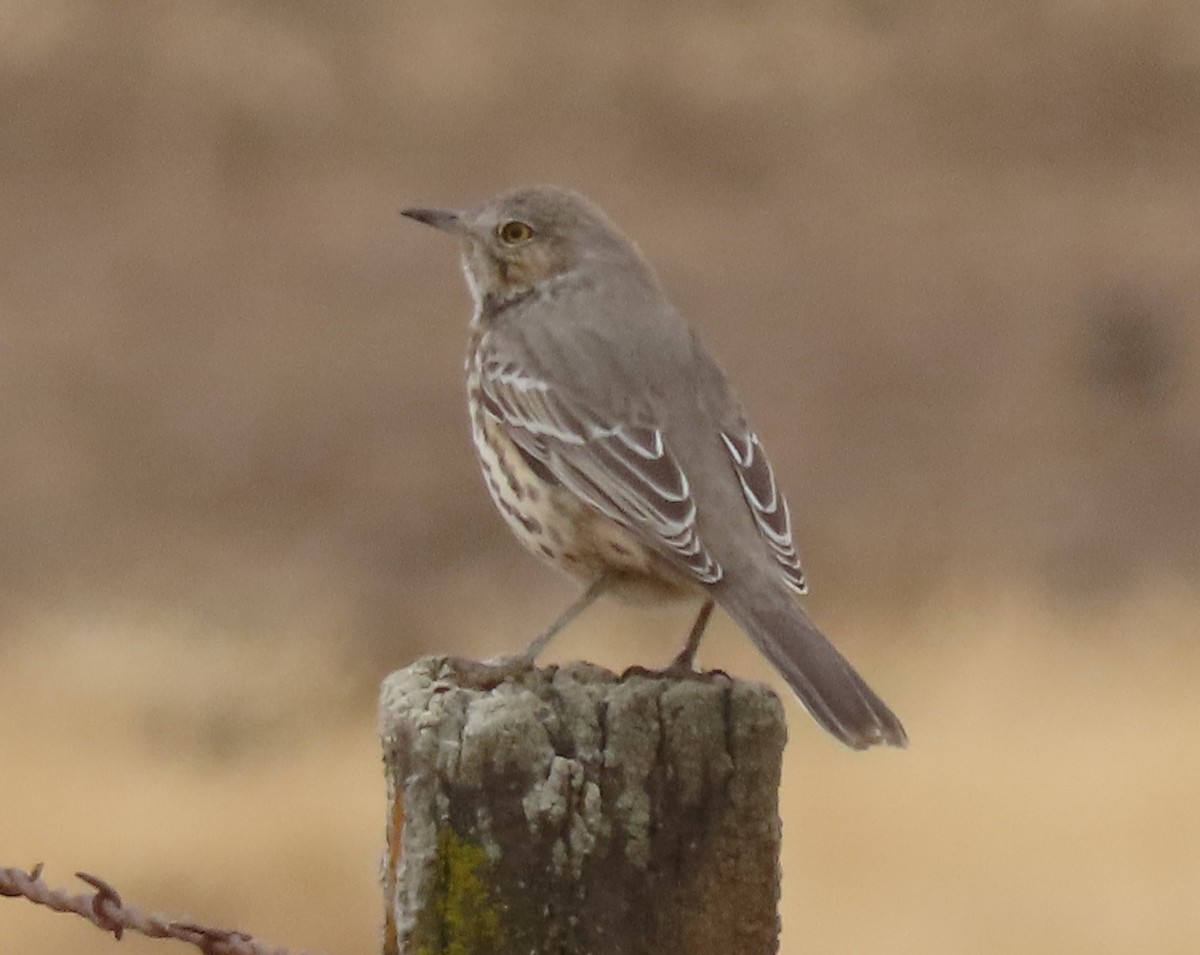 eBird Checklist - 20 Oct 2021 - Waverly Rd.--S of Flood Rd. - 12 species