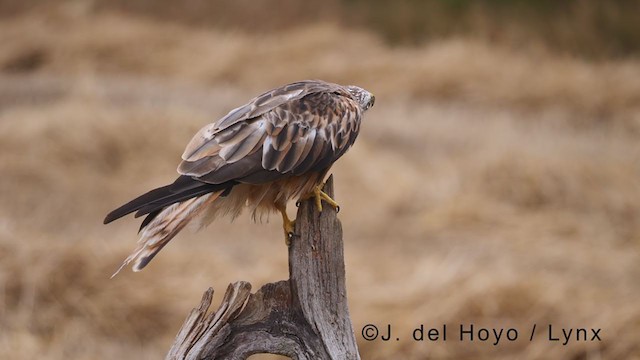 Red Kite - ML381237571