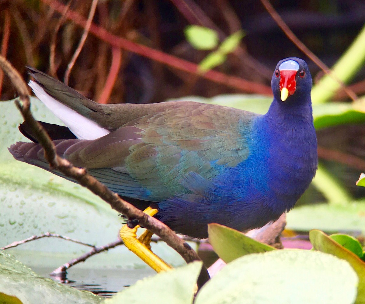 Purple Gallinule - Sharon Stiteler