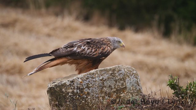 Red Kite - ML381237851