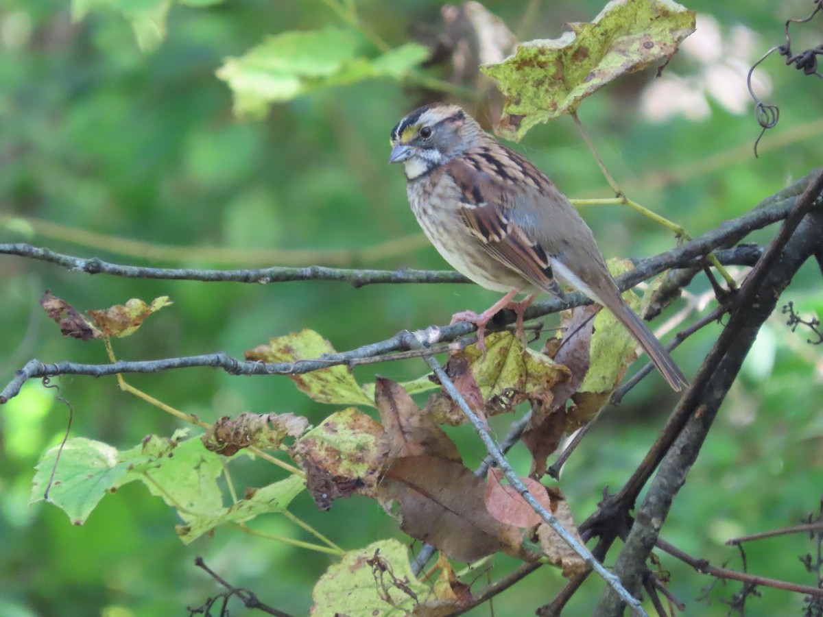 White-throated Sparrow - ML381239521