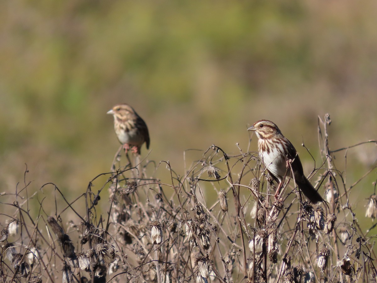 Song Sparrow - ML381239961
