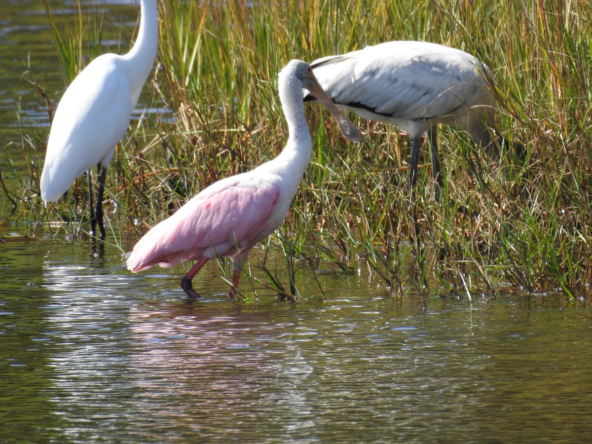 Roseate Spoonbill - ML381241681