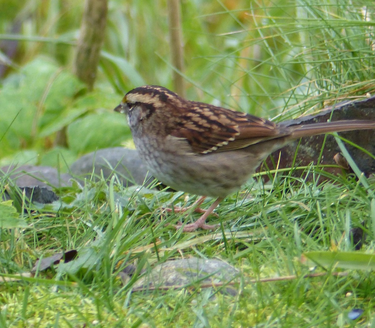 White-throated Sparrow - Gus van Vliet