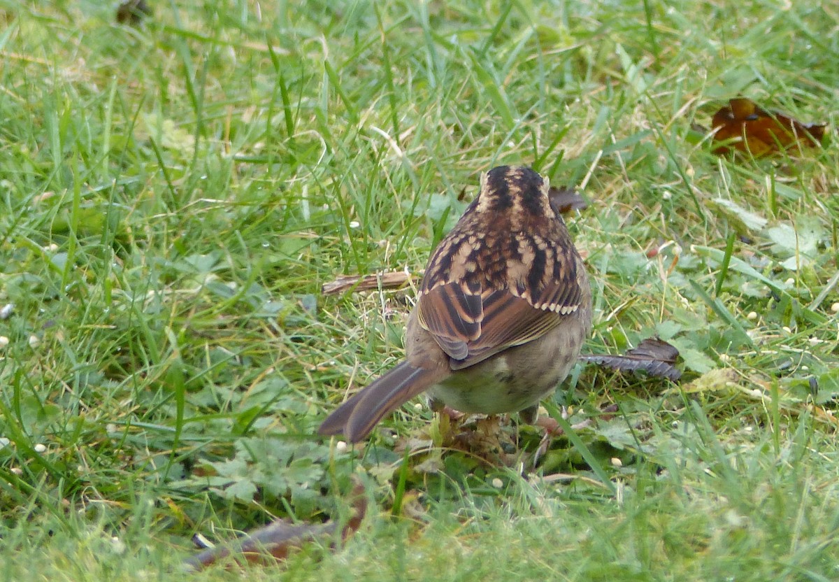 White-throated Sparrow - Gus van Vliet