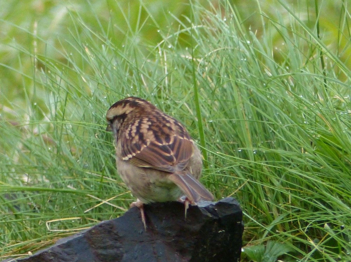 White-throated Sparrow - Gus van Vliet