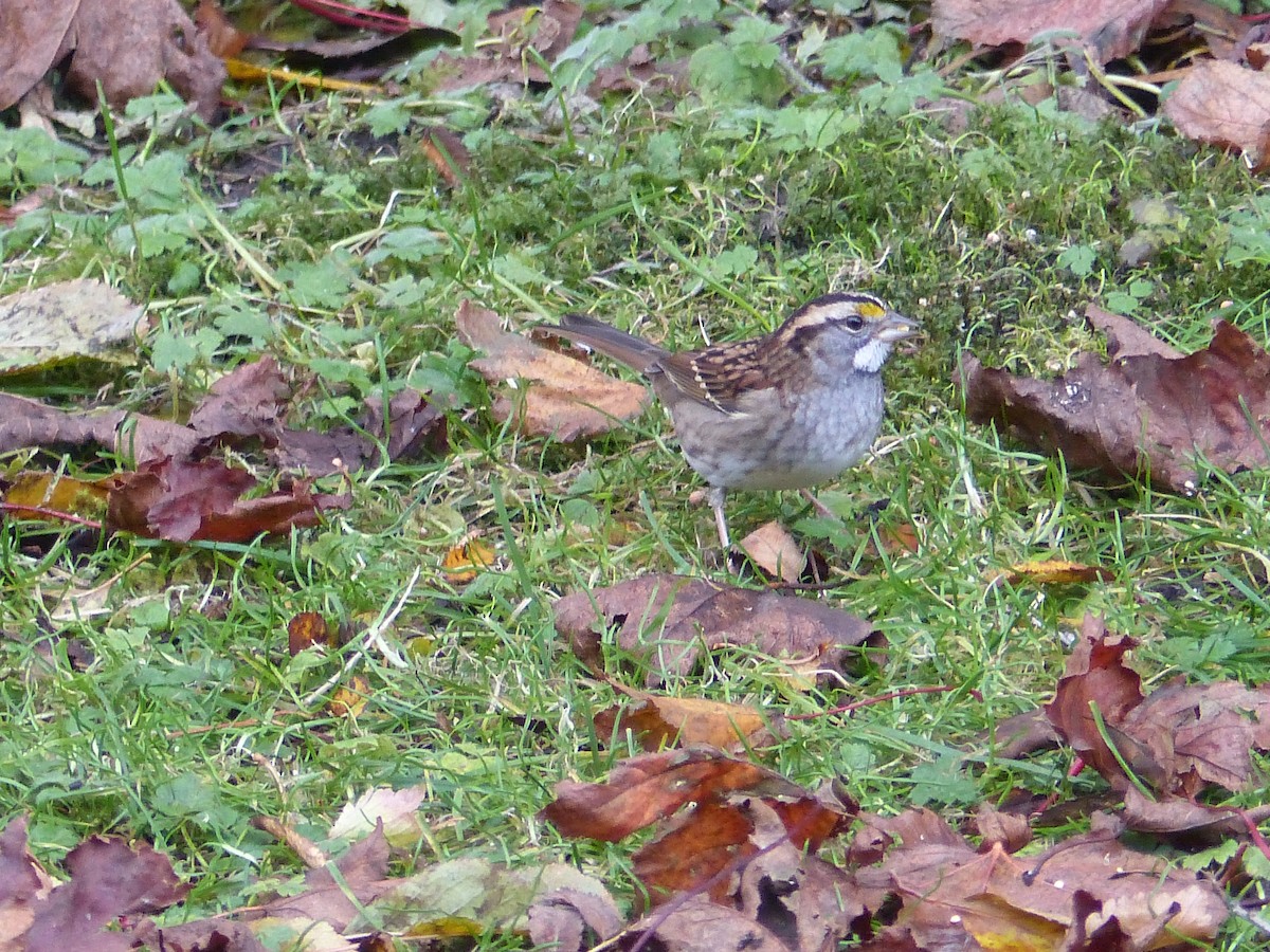 White-throated Sparrow - Gus van Vliet