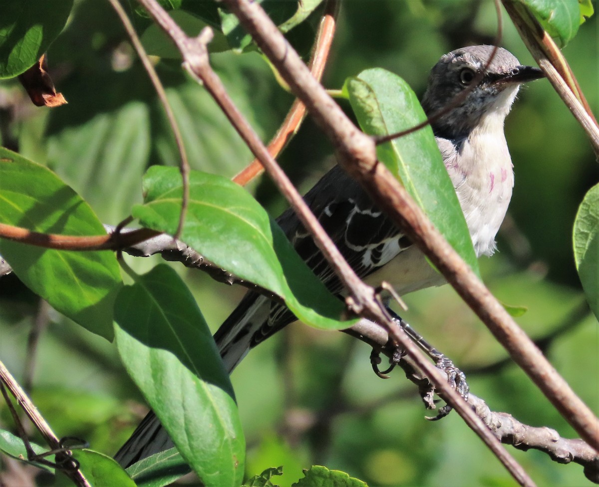 Northern Mockingbird - ML381244111