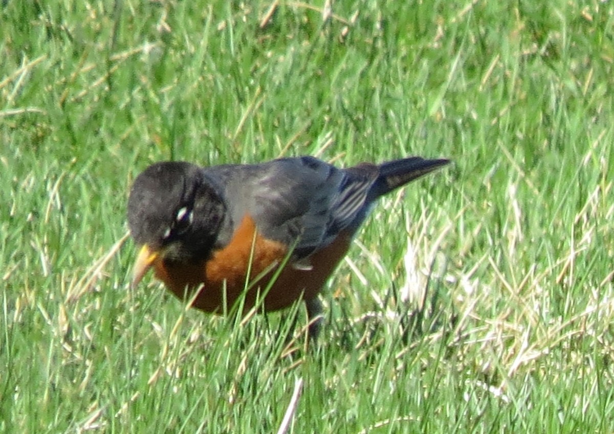 American Robin - ML381245201