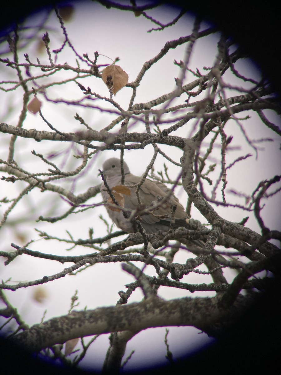 Eurasian Collared-Dove - ML381247081