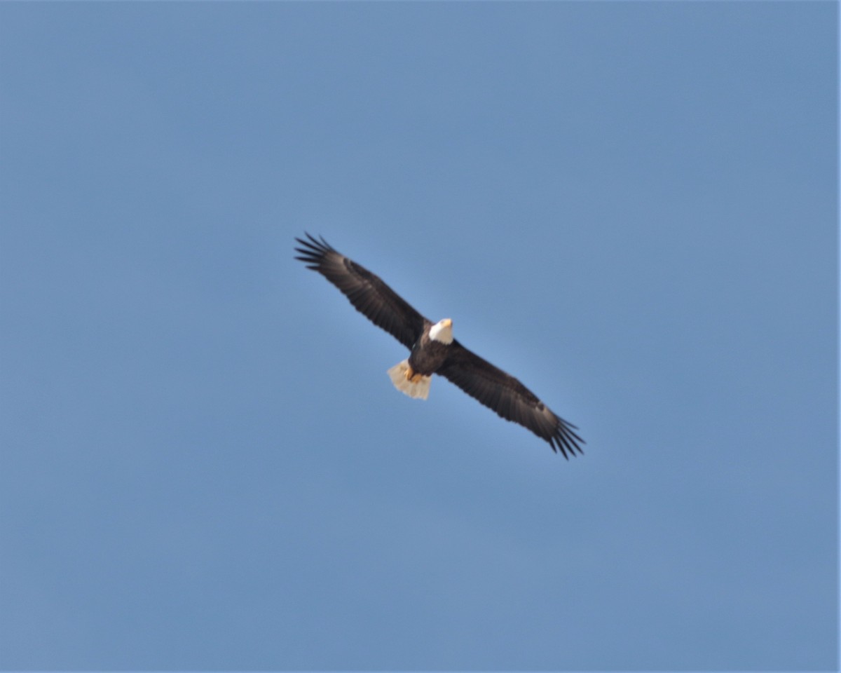 Bald Eagle - ML381249101