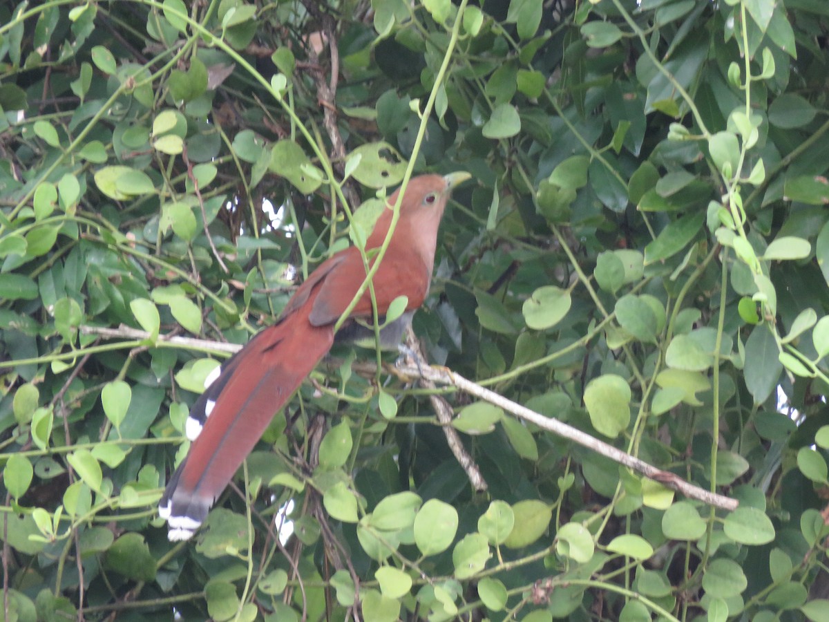 Squirrel Cuckoo - ML381251111