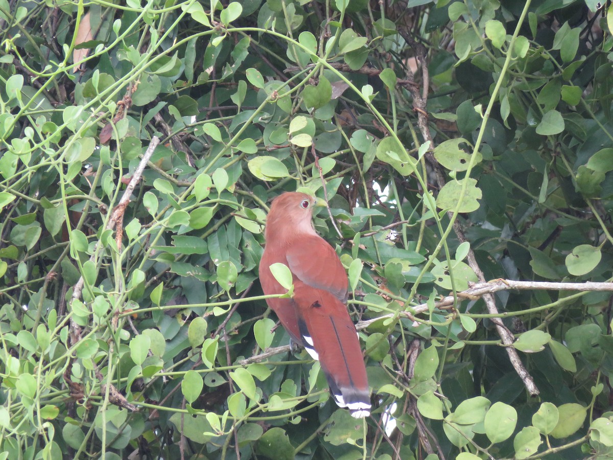 Squirrel Cuckoo - Jafeth Zablah