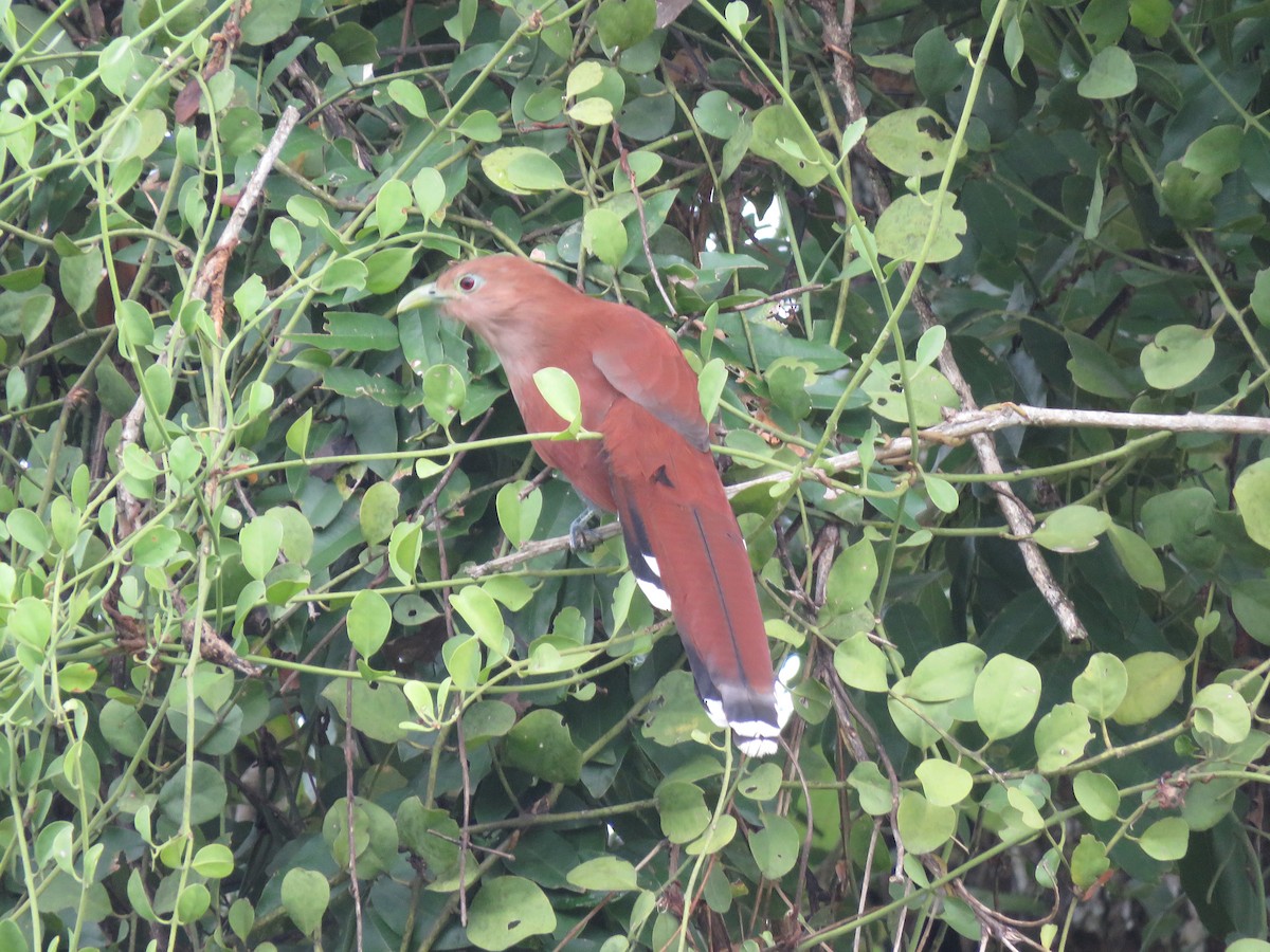 Squirrel Cuckoo - ML381251151