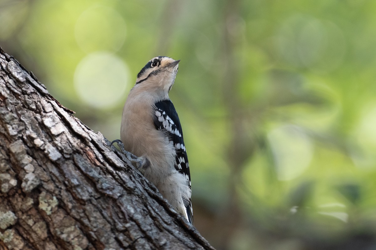 Downy Woodpecker - Suzie McCann