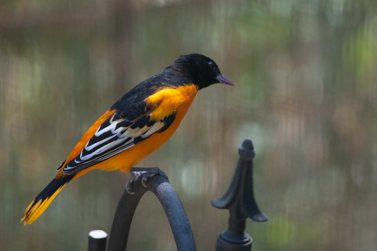 Baltimore Oriole - Suzie McCann