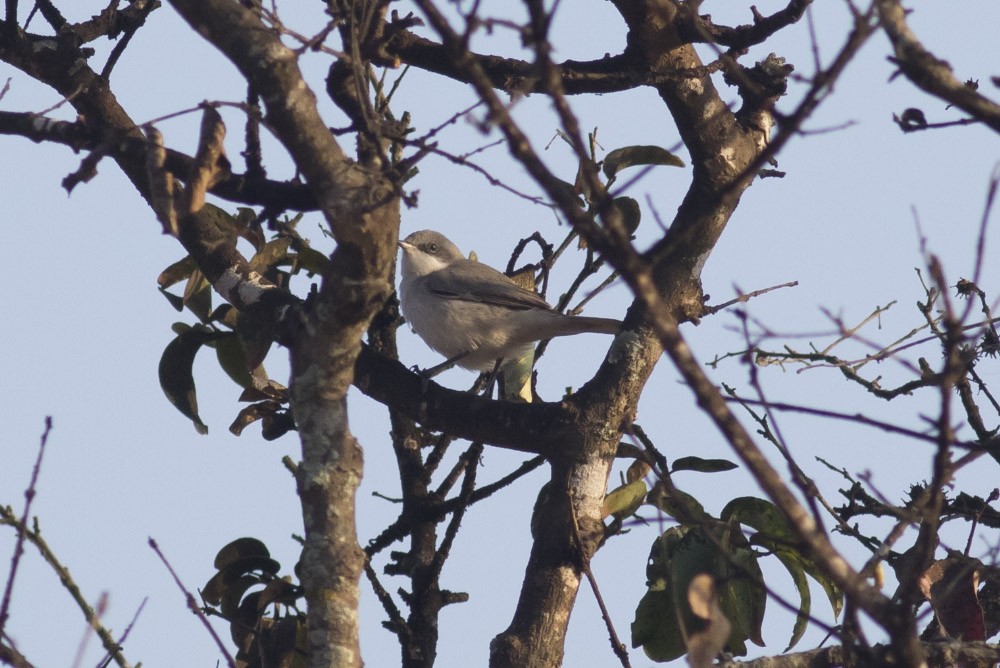 Lesser Whitethroat (Hume's) - ML38125281