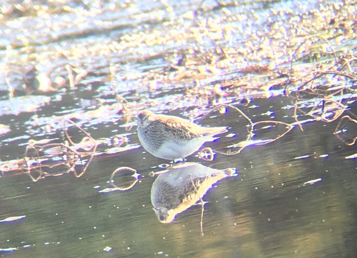 Pectoral Sandpiper - Katrina Fenton