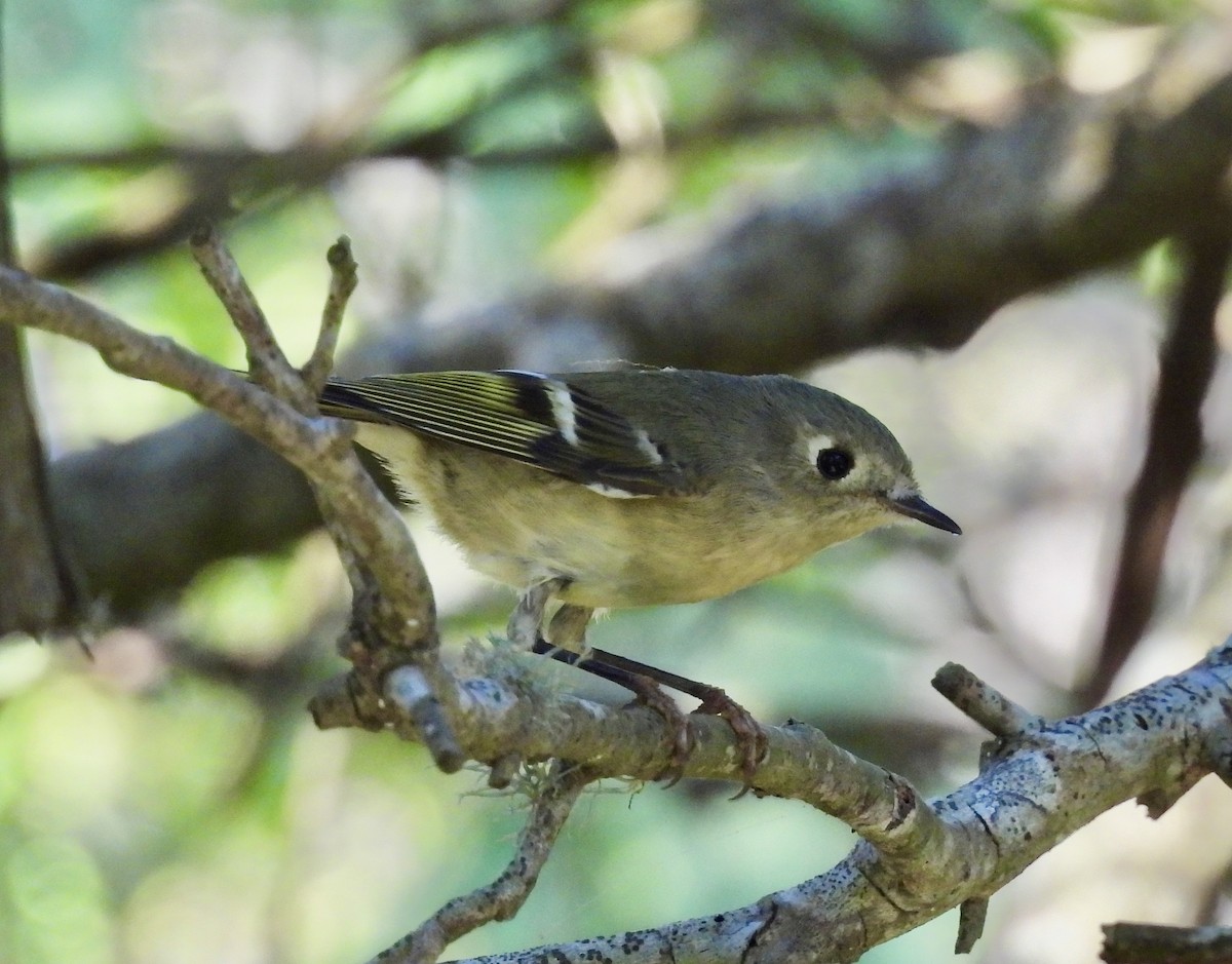 Ruby-crowned Kinglet - ML381254771