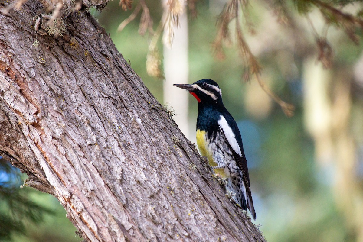 Williamson's Sapsucker - ML381255561