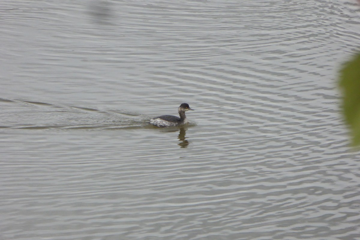 Eared Grebe - Doug Niwa