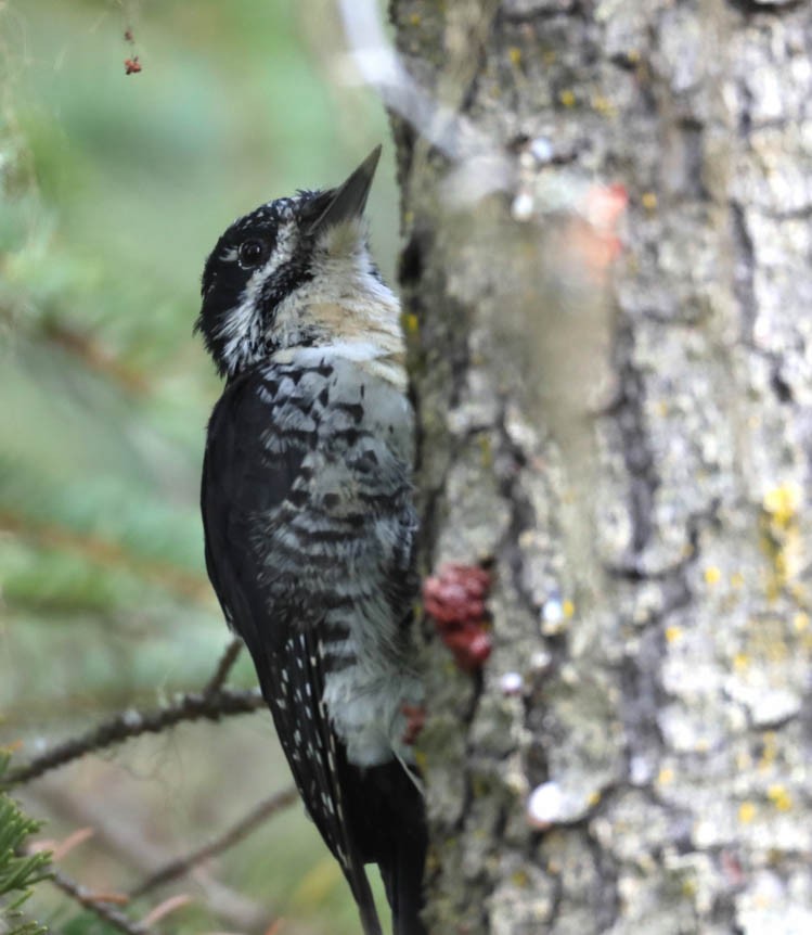 American Three-toed Woodpecker - ML381257991