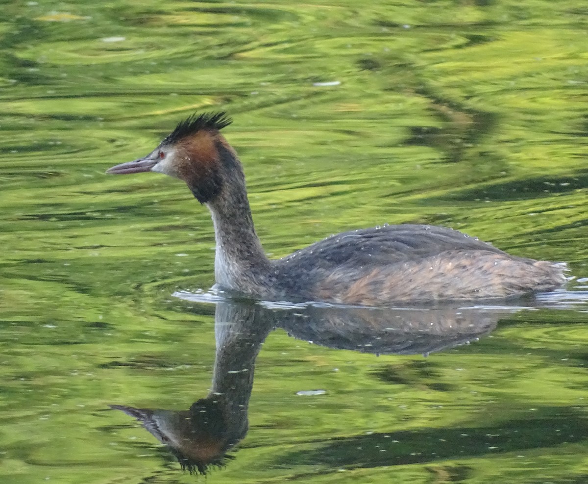 Great Crested Grebe - Stephen Harris