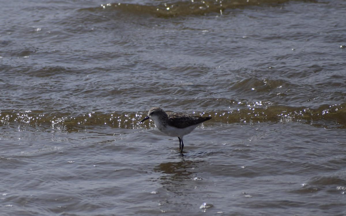 Little Stint - ML381260451