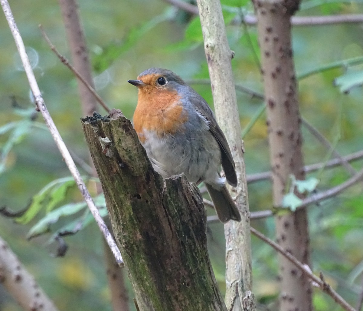 European Robin - ML38126221