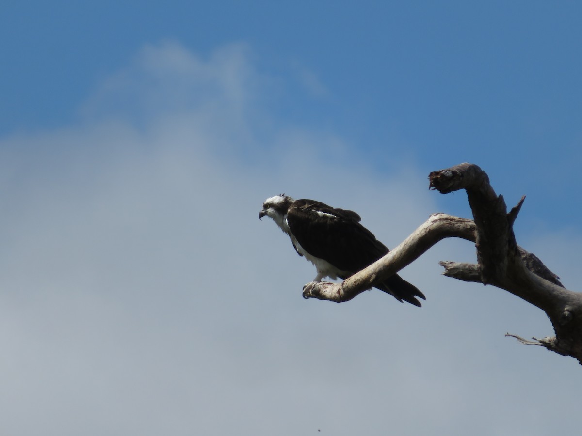 Osprey - Jim Howe