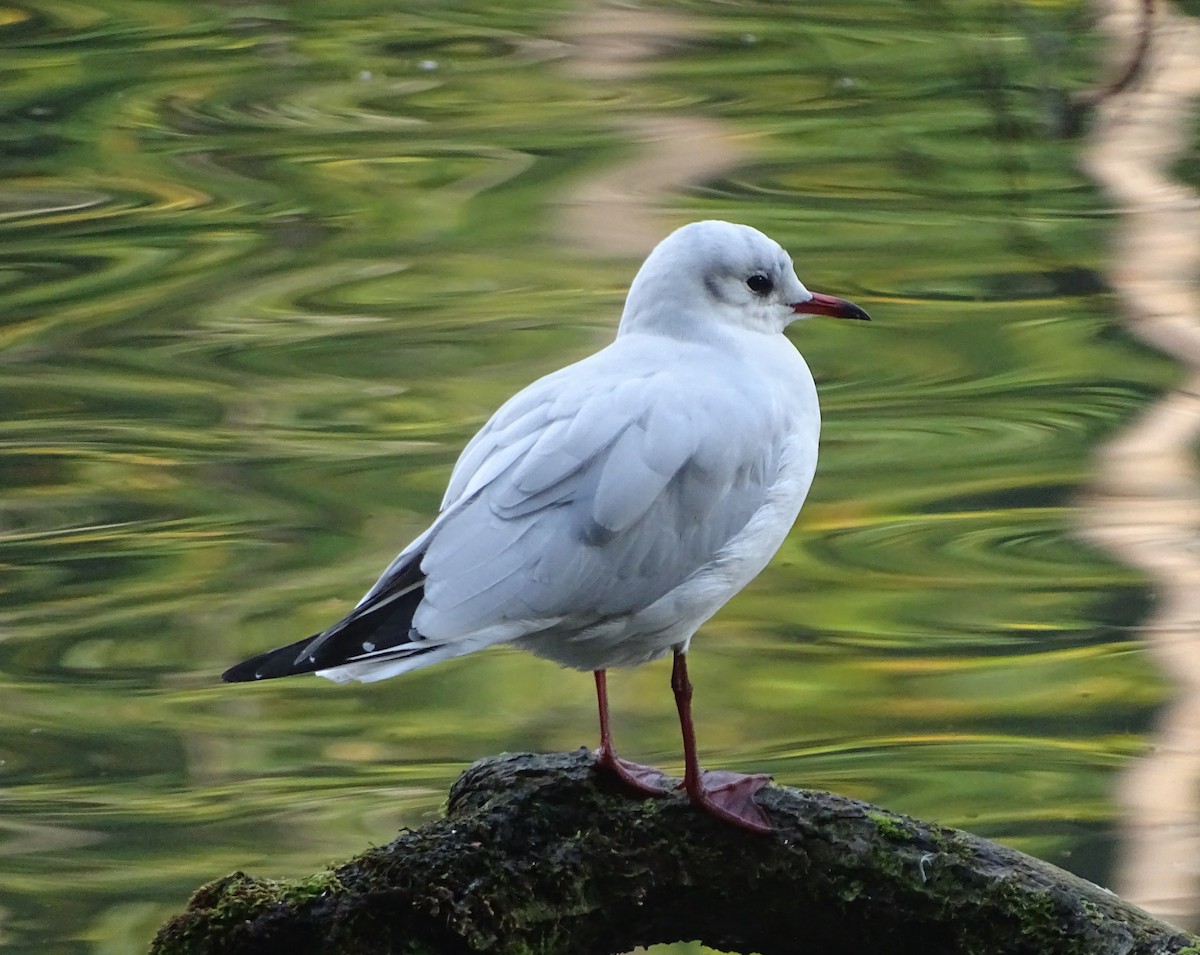 Mouette rieuse - ML38126431