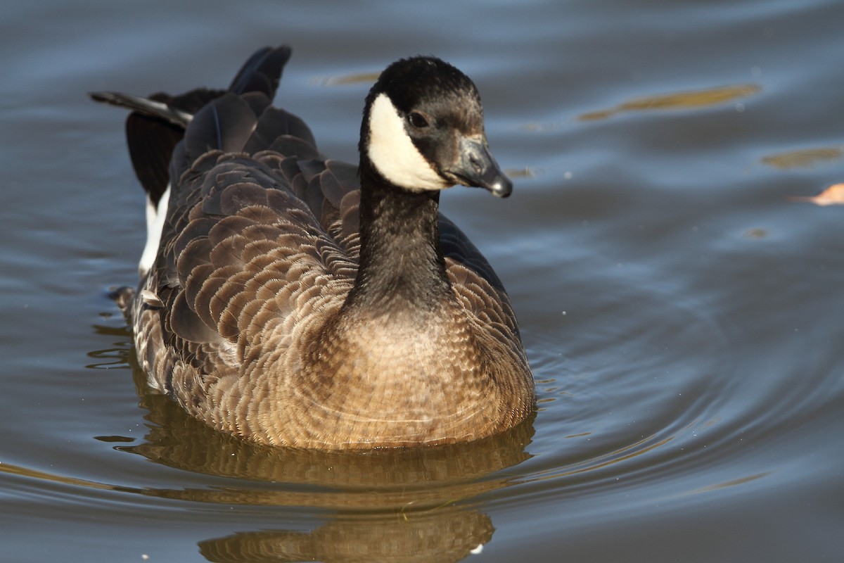 Cackling Goose - ML381265161