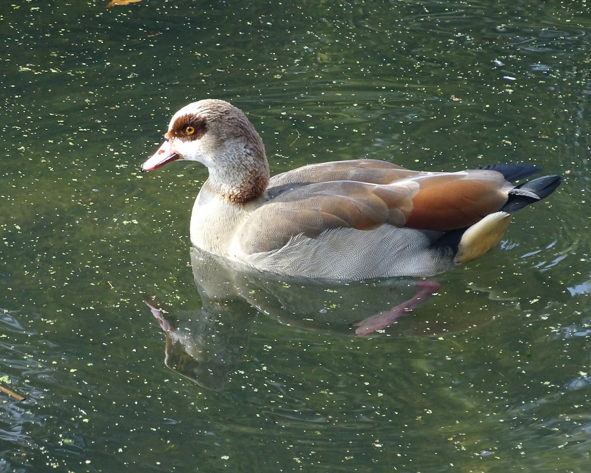 Egyptian Goose - ML38126611