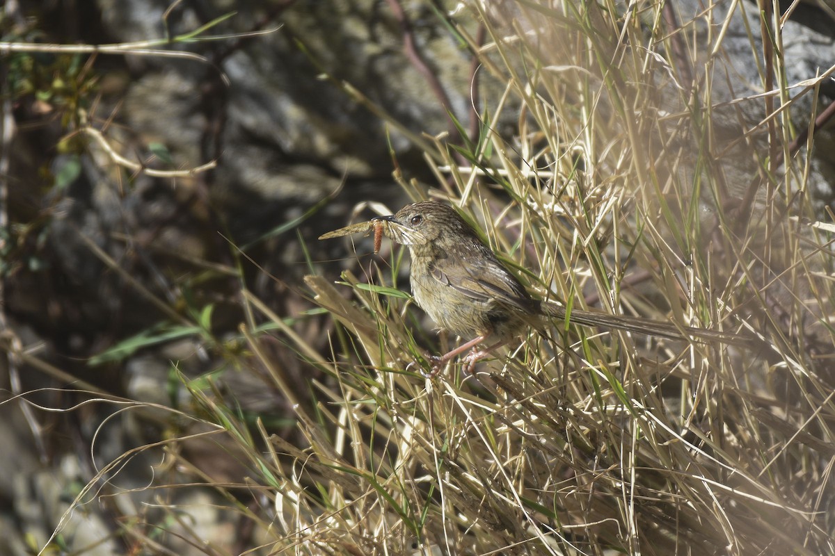 Prinia crinigère - ML381267171