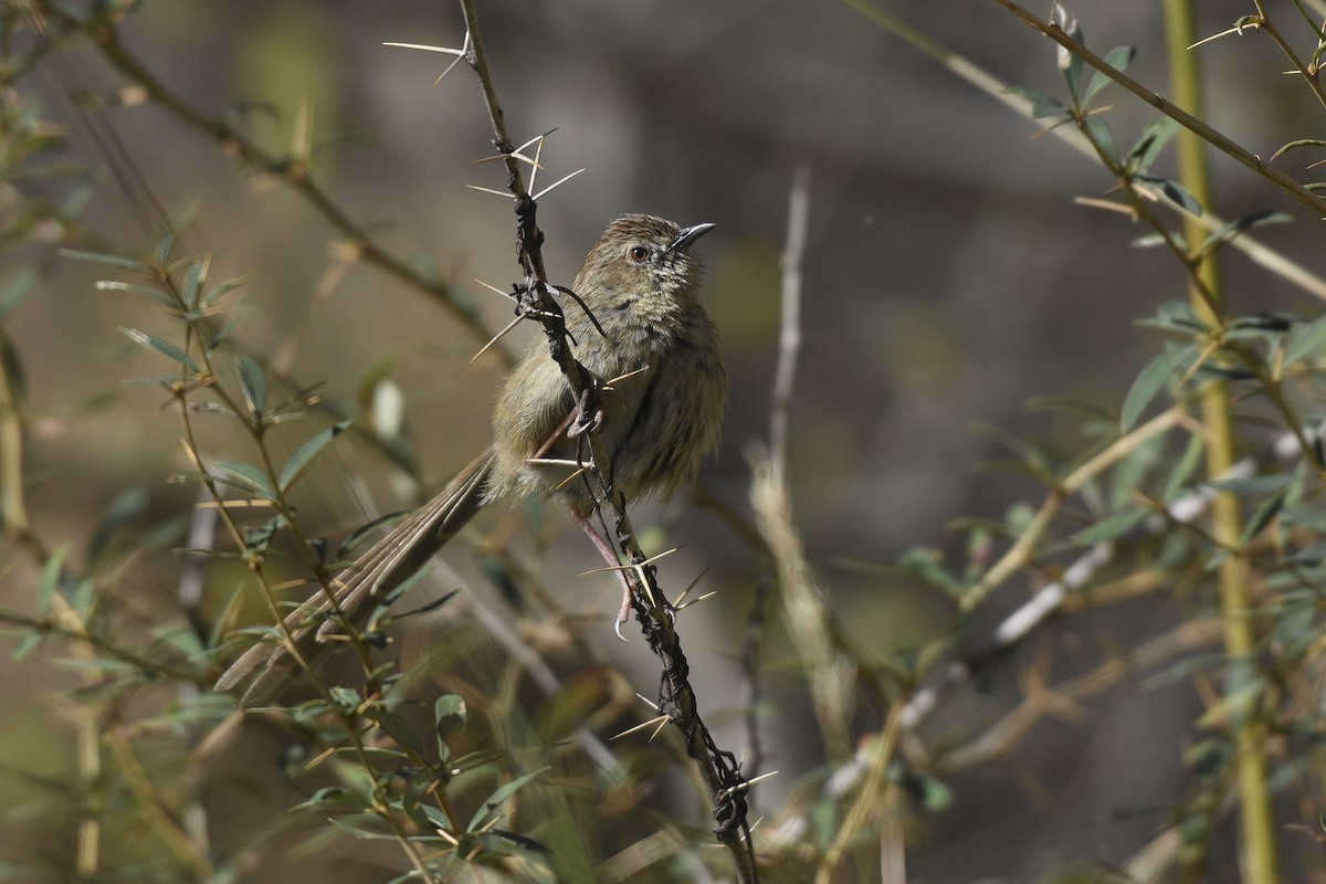 Prinia crinigère - ML381267181