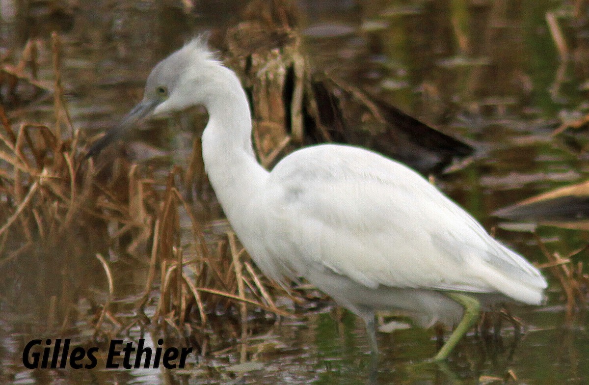 Little Blue Heron - ML381267831