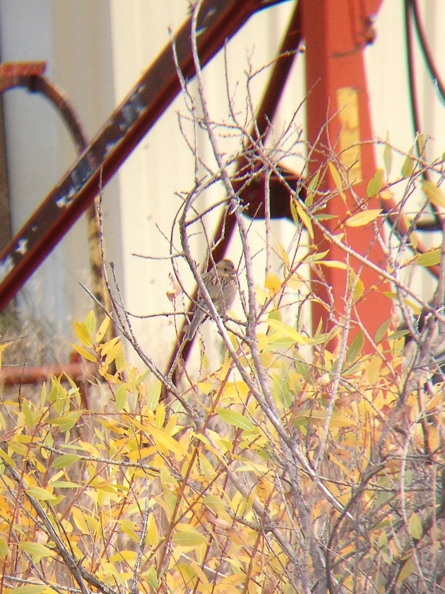 Harris's Sparrow - ML381267901