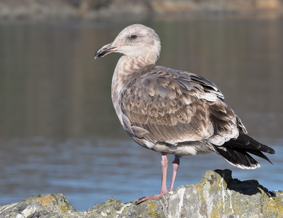 Western Gull - ML381271141