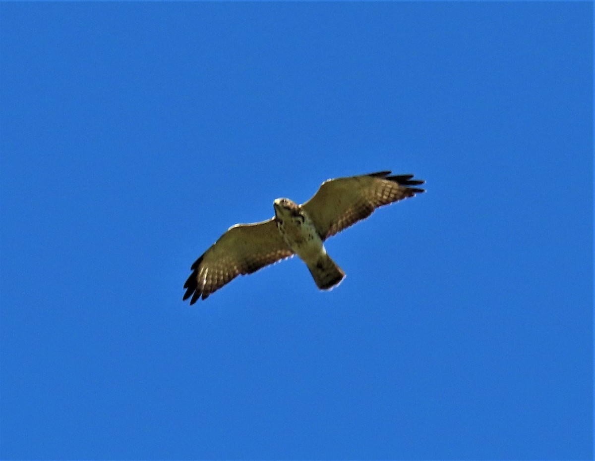 Broad-winged Hawk - ML381271261
