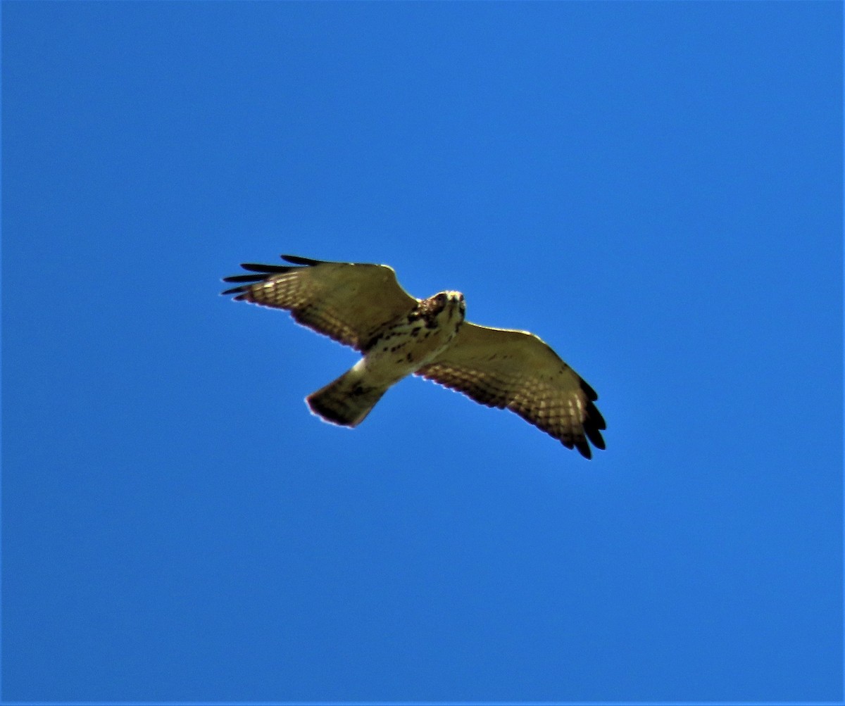Broad-winged Hawk - ML381271271