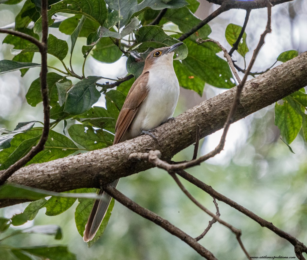 Black-billed Cuckoo - ML381272971