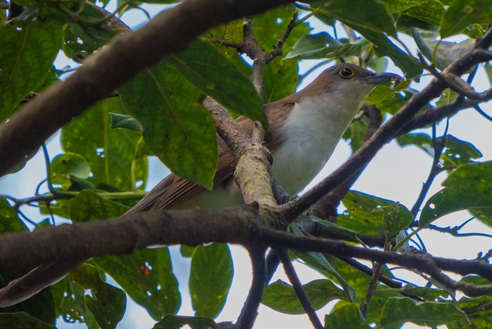 Black-billed Cuckoo - ML381273161