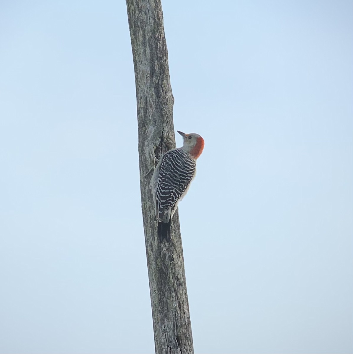 Red-bellied Woodpecker - ML381273811