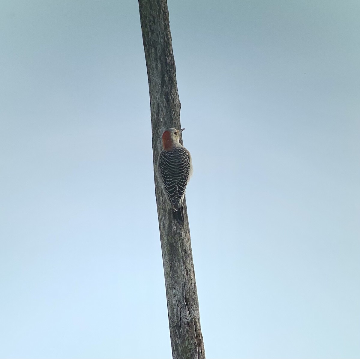 Red-bellied Woodpecker - ML381273821
