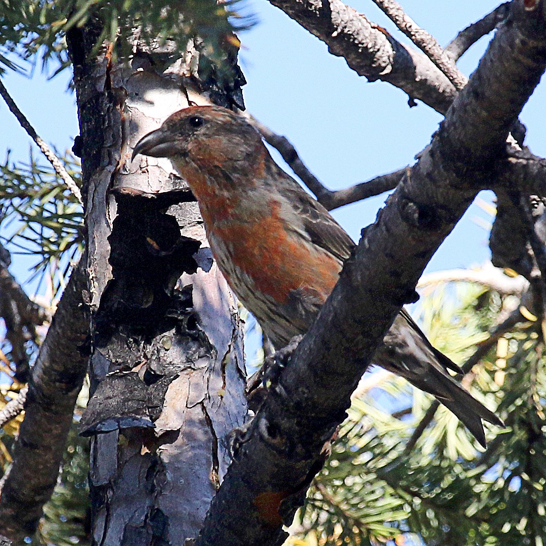 Red Crossbill - Jonathan Dowell