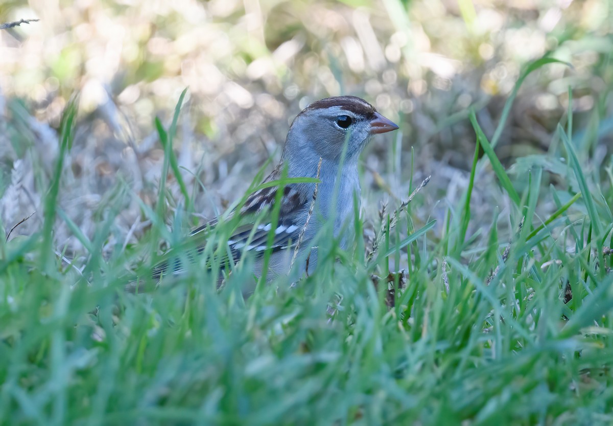 White-crowned Sparrow - ML381275291