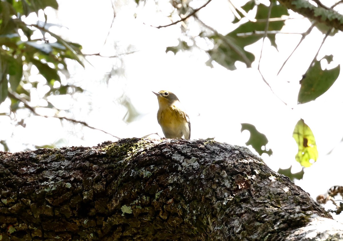 Pine Warbler - ML381275411